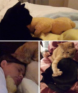 cats-and-teddies
